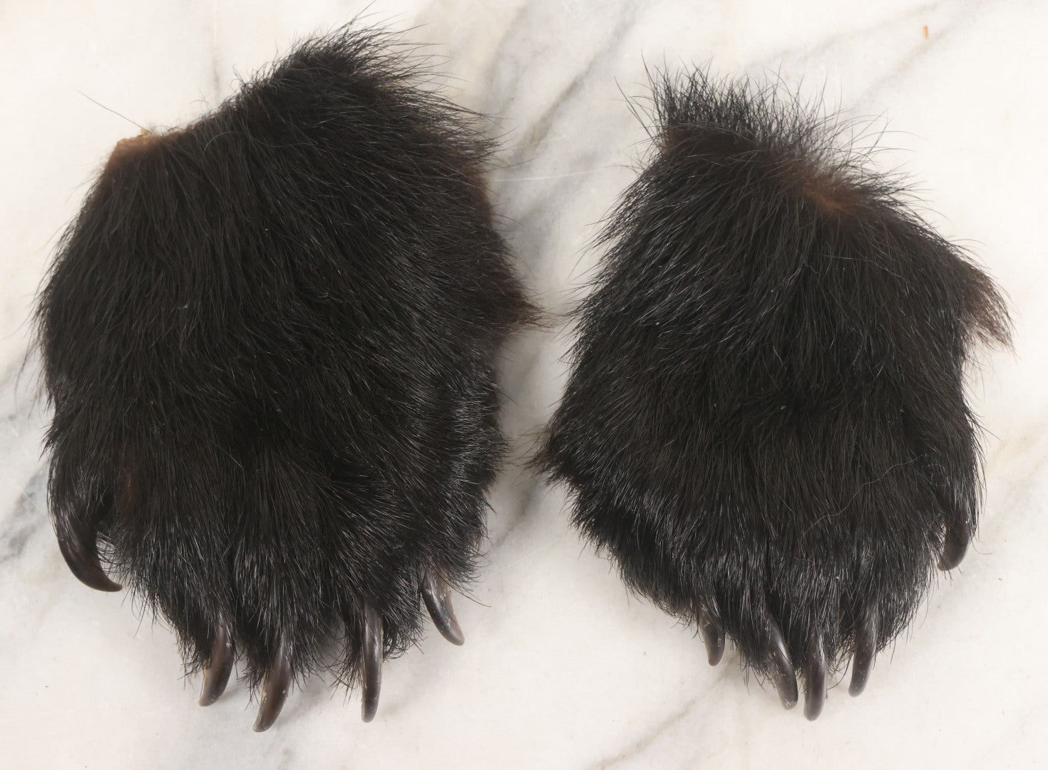 Lot 044 - Pair Of Vintage Loose Taxidermy Bear Claws