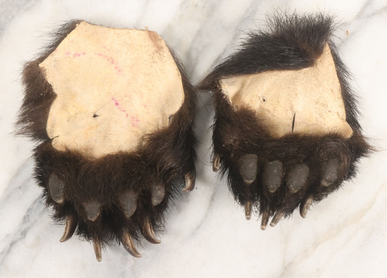 Lot 044 - Pair Of Vintage Loose Taxidermy Bear Claws