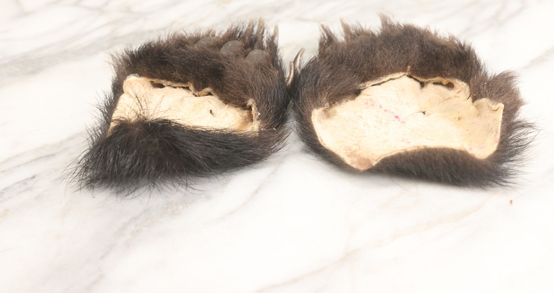 Lot 044 - Pair Of Vintage Loose Taxidermy Bear Claws