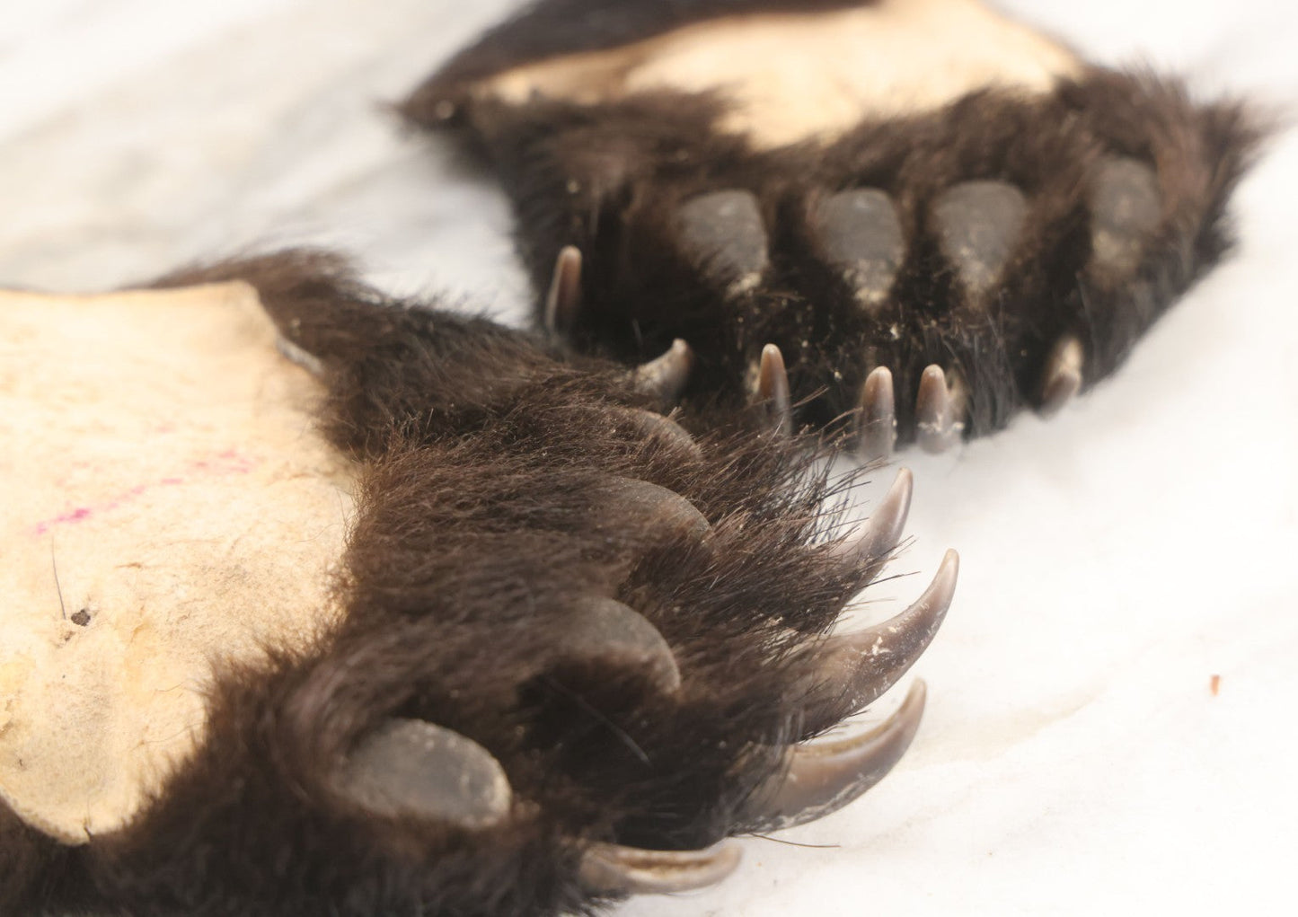 Lot 044 - Pair Of Vintage Loose Taxidermy Bear Claws