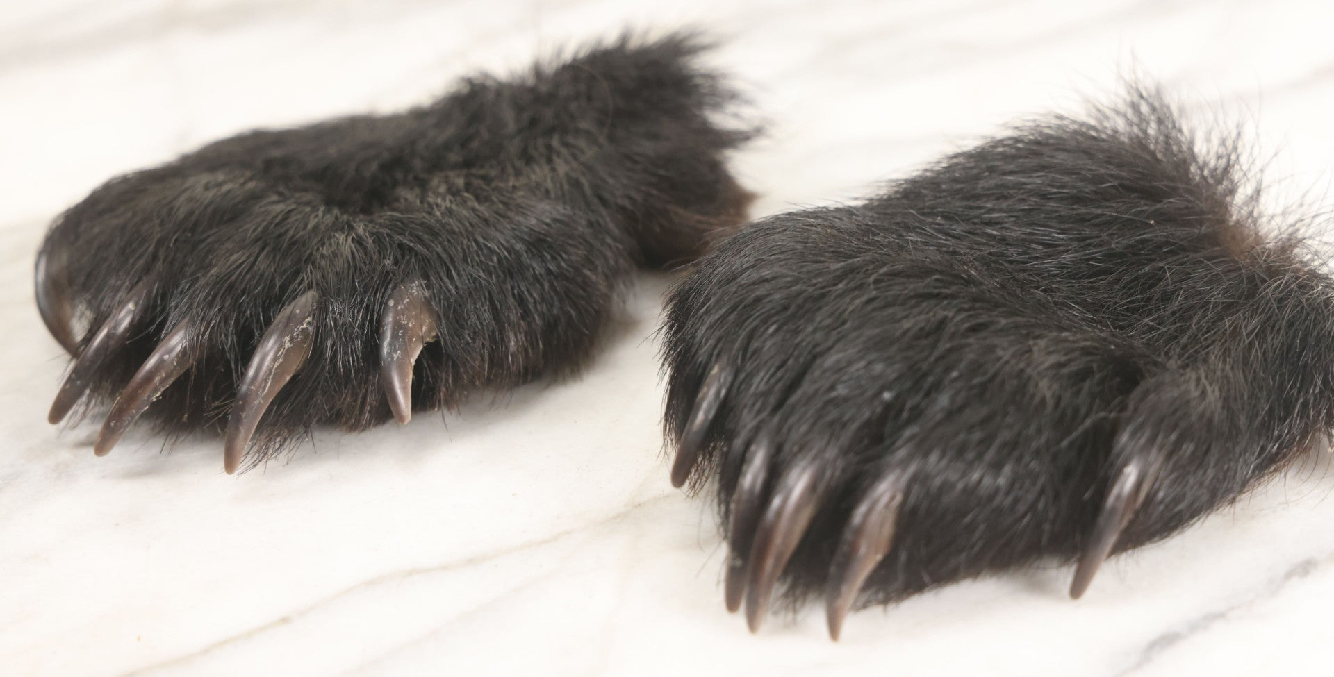 Lot 044 - Pair Of Vintage Loose Taxidermy Bear Claws