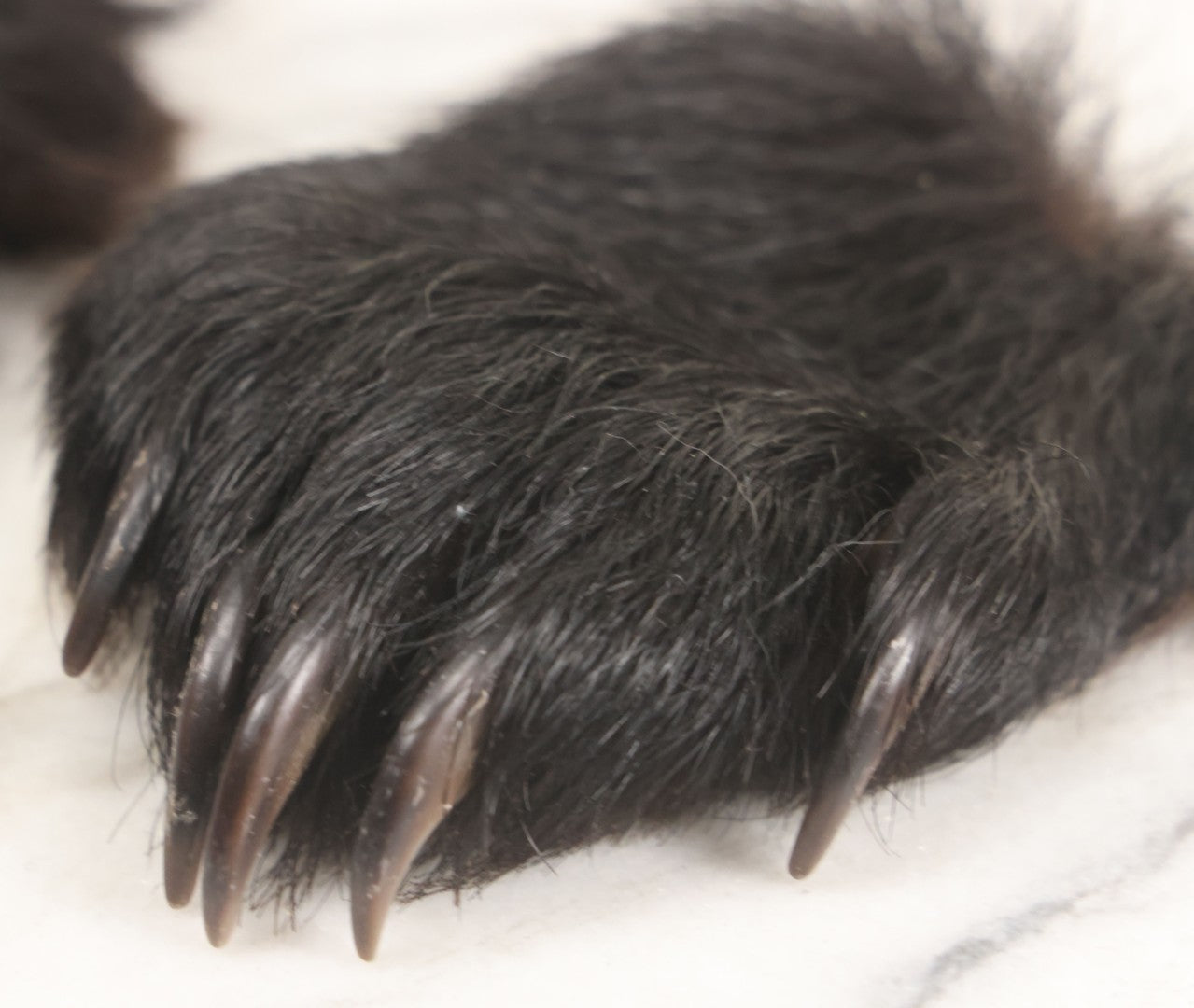 Lot 044 - Pair Of Vintage Loose Taxidermy Bear Claws
