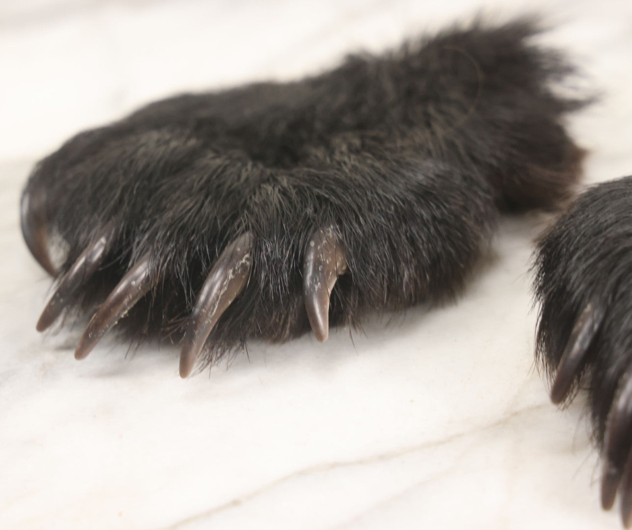 Lot 044 - Pair Of Vintage Loose Taxidermy Bear Claws