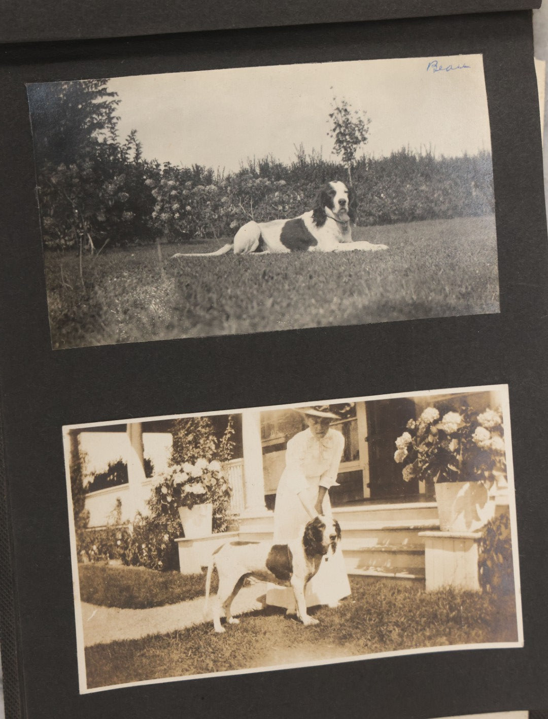 Lot 051 - Antique Snapshot Photo Album With 30+ Photographs Mostly Of Beloved Pets Including Dogs Named Beau, Naw, Ted, And Taffy, Cats Named Angel And Boo, And A Horse Name Rachet, Photos Taken In And Around Lily Pond, East Hampton, New York