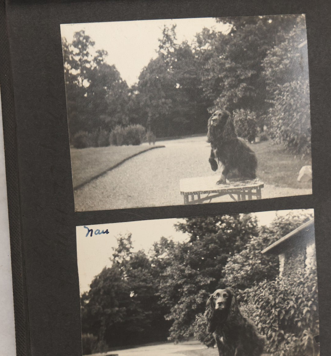 Lot 051 - Antique Snapshot Photo Album With 30+ Photographs Mostly Of Beloved Pets Including Dogs Named Beau, Naw, Ted, And Taffy, Cats Named Angel And Boo, And A Horse Name Rachet, Photos Taken In And Around Lily Pond, East Hampton, New York