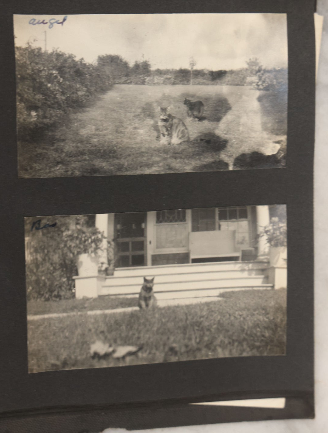 Lot 051 - Antique Snapshot Photo Album With 30+ Photographs Mostly Of Beloved Pets Including Dogs Named Beau, Naw, Ted, And Taffy, Cats Named Angel And Boo, And A Horse Name Rachet, Photos Taken In And Around Lily Pond, East Hampton, New York