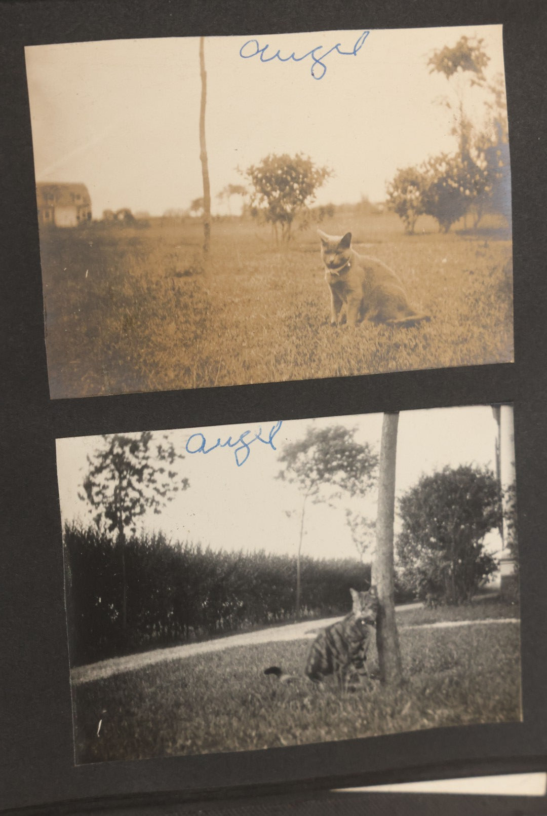 Lot 051 - Antique Snapshot Photo Album With 30+ Photographs Mostly Of Beloved Pets Including Dogs Named Beau, Naw, Ted, And Taffy, Cats Named Angel And Boo, And A Horse Name Rachet, Photos Taken In And Around Lily Pond, East Hampton, New York