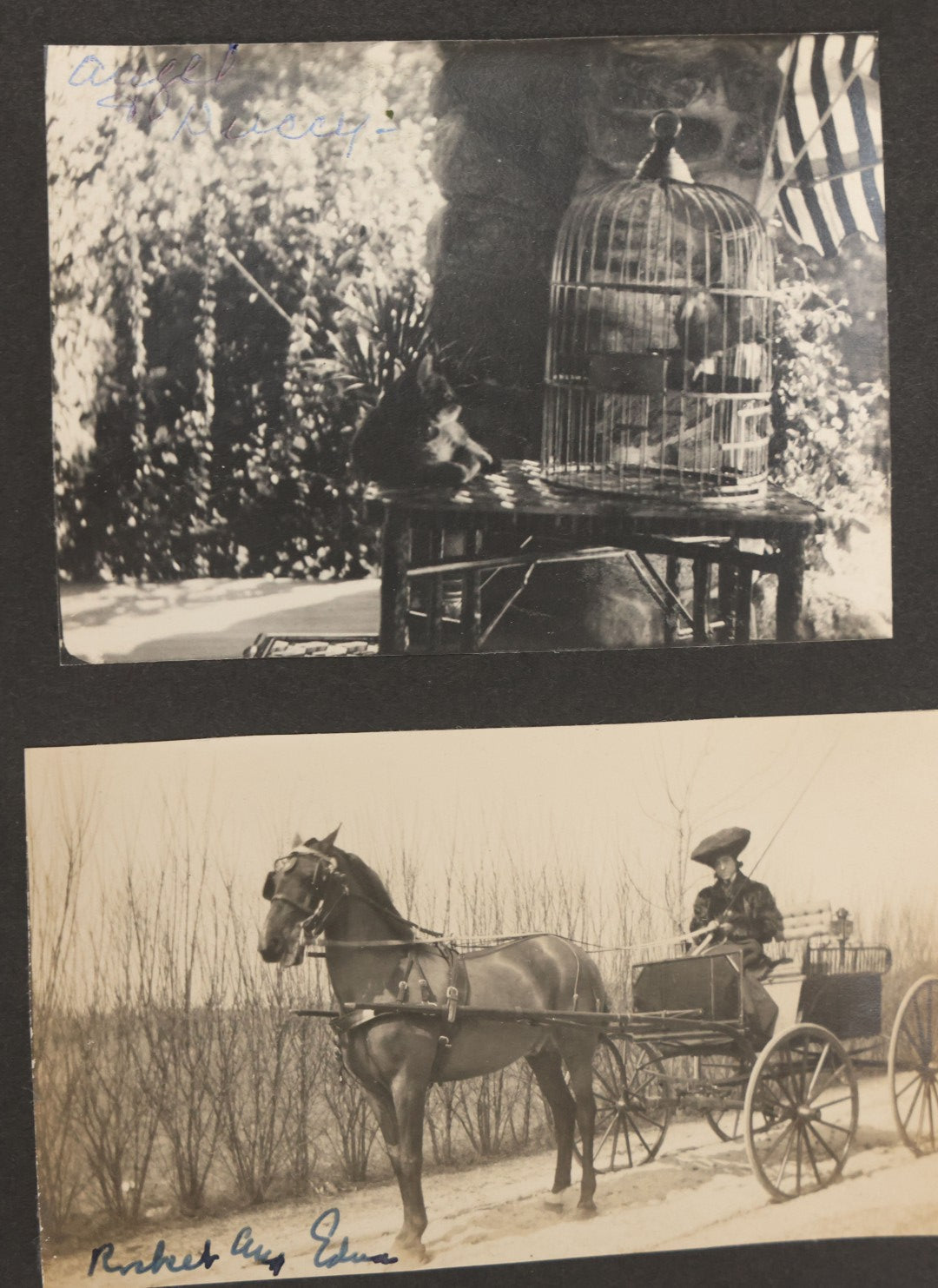 Lot 051 - Antique Snapshot Photo Album With 30+ Photographs Mostly Of Beloved Pets Including Dogs Named Beau, Naw, Ted, And Taffy, Cats Named Angel And Boo, And A Horse Name Rachet, Photos Taken In And Around Lily Pond, East Hampton, New York