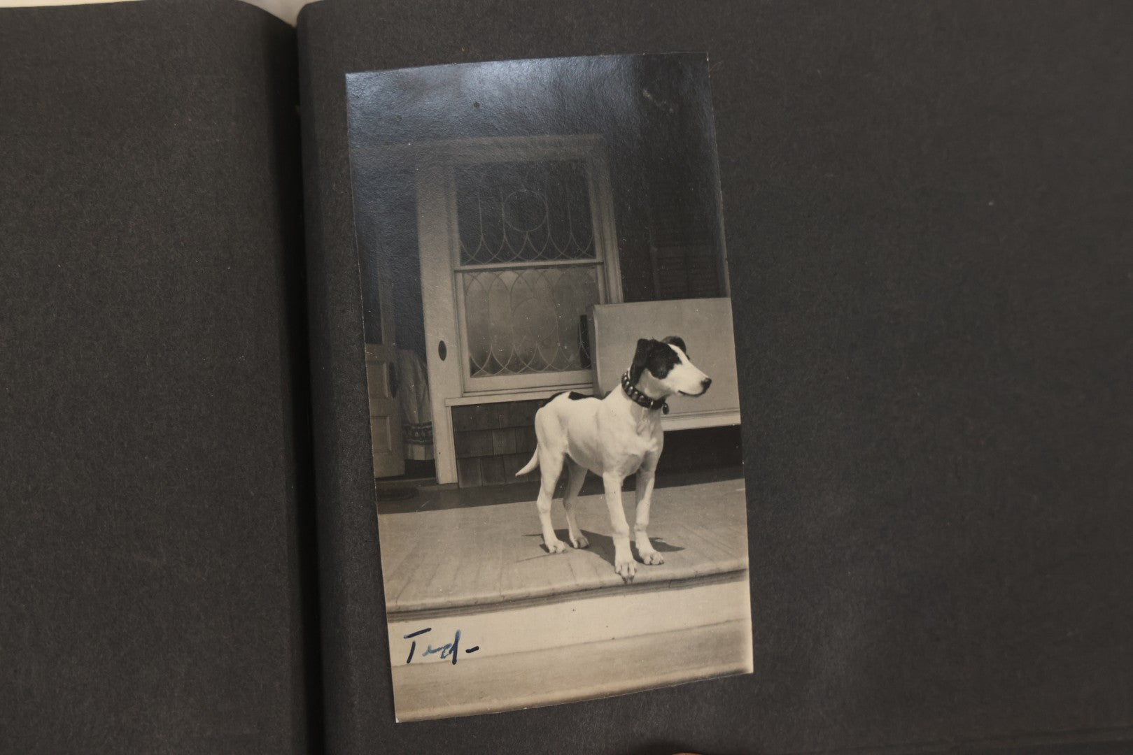 Lot 051 - Antique Snapshot Photo Album With 30+ Photographs Mostly Of Beloved Pets Including Dogs Named Beau, Naw, Ted, And Taffy, Cats Named Angel And Boo, And A Horse Name Rachet, Photos Taken In And Around Lily Pond, East Hampton, New York