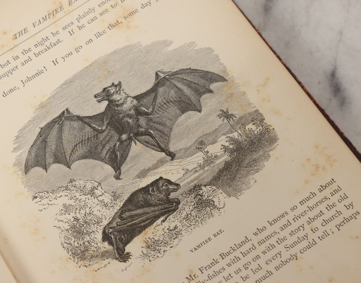 Lot 052 - "Stories About Animals" Antique Book By Thomas Jackson, Third Edition, Illustrated, With Custom Fine Binding For Bedford House Collegiate School, Cassell Petter & Galpin, Publishers London, Paris & New York, Circa 1880
