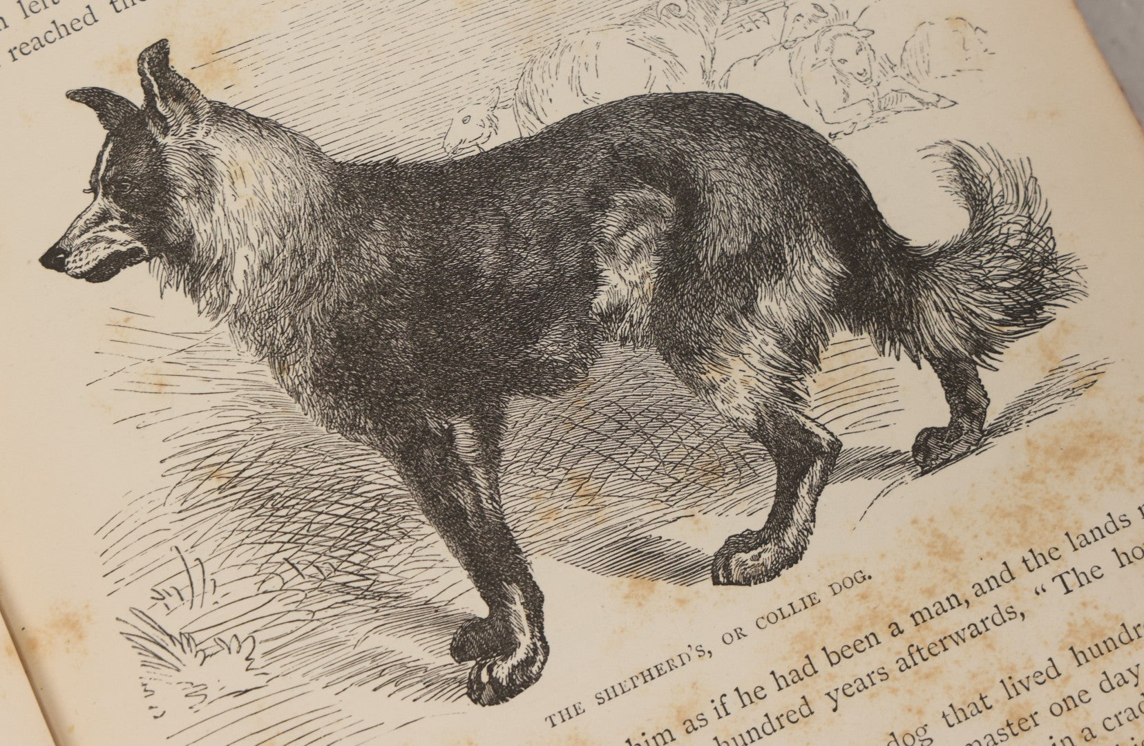 Lot 052 - "Stories About Animals" Antique Book By Thomas Jackson, Third Edition, Illustrated, With Custom Fine Binding For Bedford House Collegiate School, Cassell Petter & Galpin, Publishers London, Paris & New York, Circa 1880