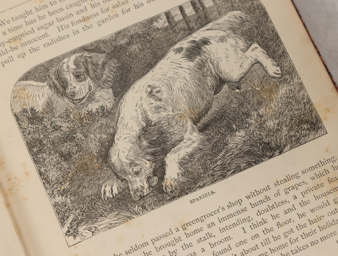 Lot 052 - "Stories About Animals" Antique Book By Thomas Jackson, Third Edition, Illustrated, With Custom Fine Binding For Bedford House Collegiate School, Cassell Petter & Galpin, Publishers London, Paris & New York, Circa 1880