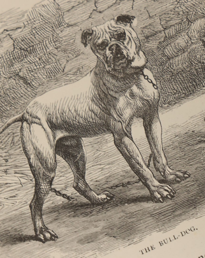 Lot 052 - "Stories About Animals" Antique Book By Thomas Jackson, Third Edition, Illustrated, With Custom Fine Binding For Bedford House Collegiate School, Cassell Petter & Galpin, Publishers London, Paris & New York, Circa 1880