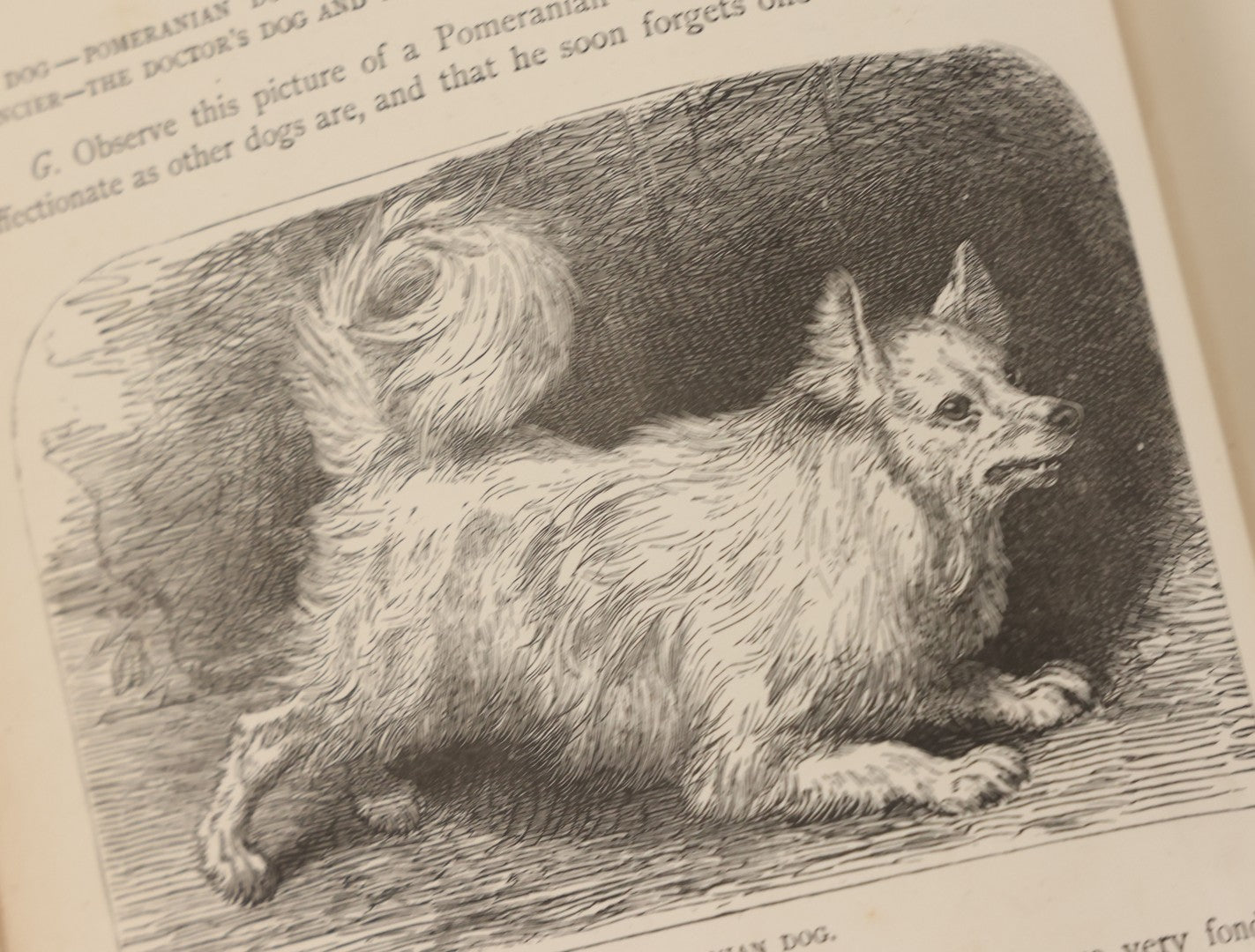 Lot 052 - "Stories About Animals" Antique Book By Thomas Jackson, Third Edition, Illustrated, With Custom Fine Binding For Bedford House Collegiate School, Cassell Petter & Galpin, Publishers London, Paris & New York, Circa 1880