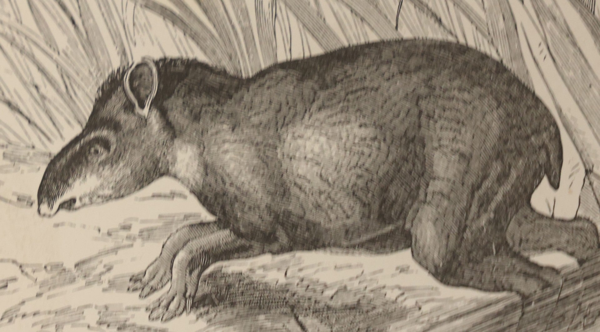 Lot 052 - "Stories About Animals" Antique Book By Thomas Jackson, Third Edition, Illustrated, With Custom Fine Binding For Bedford House Collegiate School, Cassell Petter & Galpin, Publishers London, Paris & New York, Circa 1880