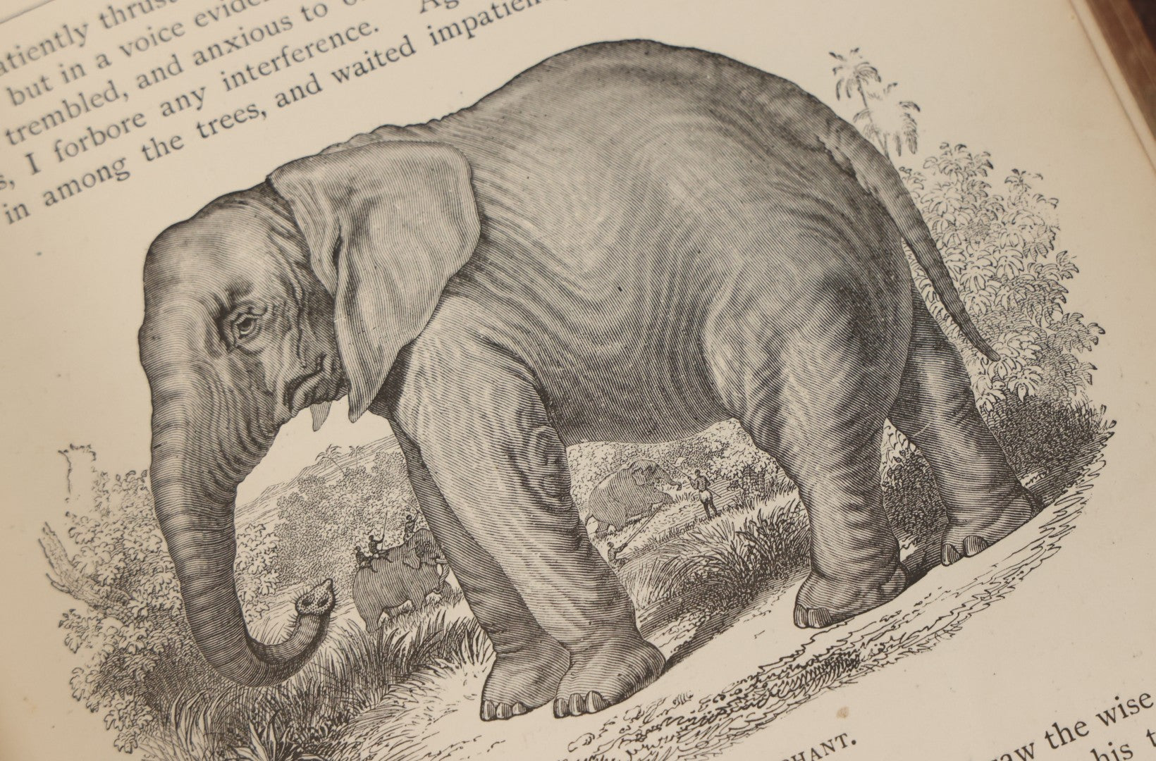 Lot 052 - "Stories About Animals" Antique Book By Thomas Jackson, Third Edition, Illustrated, With Custom Fine Binding For Bedford House Collegiate School, Cassell Petter & Galpin, Publishers London, Paris & New York, Circa 1880