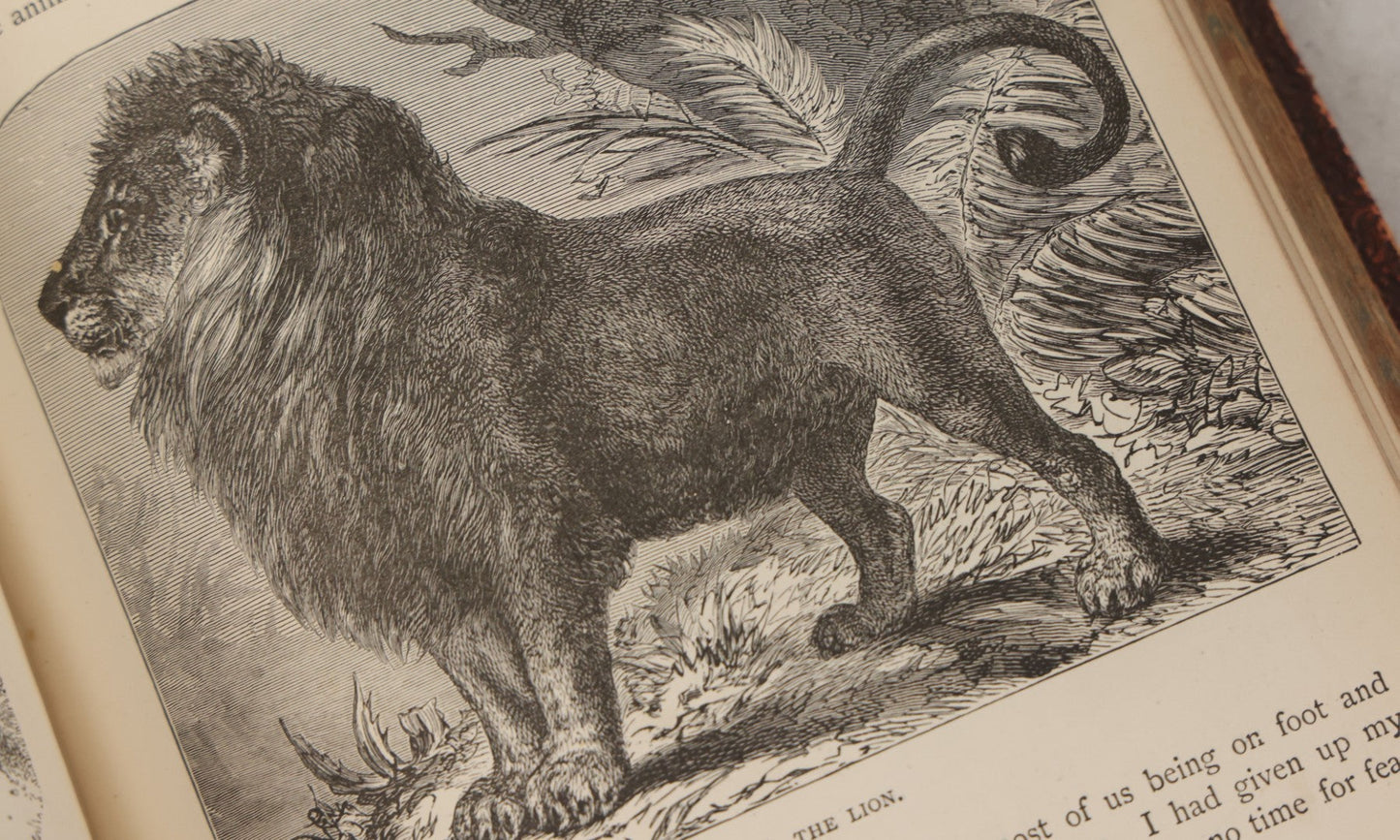 Lot 052 - "Stories About Animals" Antique Book By Thomas Jackson, Third Edition, Illustrated, With Custom Fine Binding For Bedford House Collegiate School, Cassell Petter & Galpin, Publishers London, Paris & New York, Circa 1880
