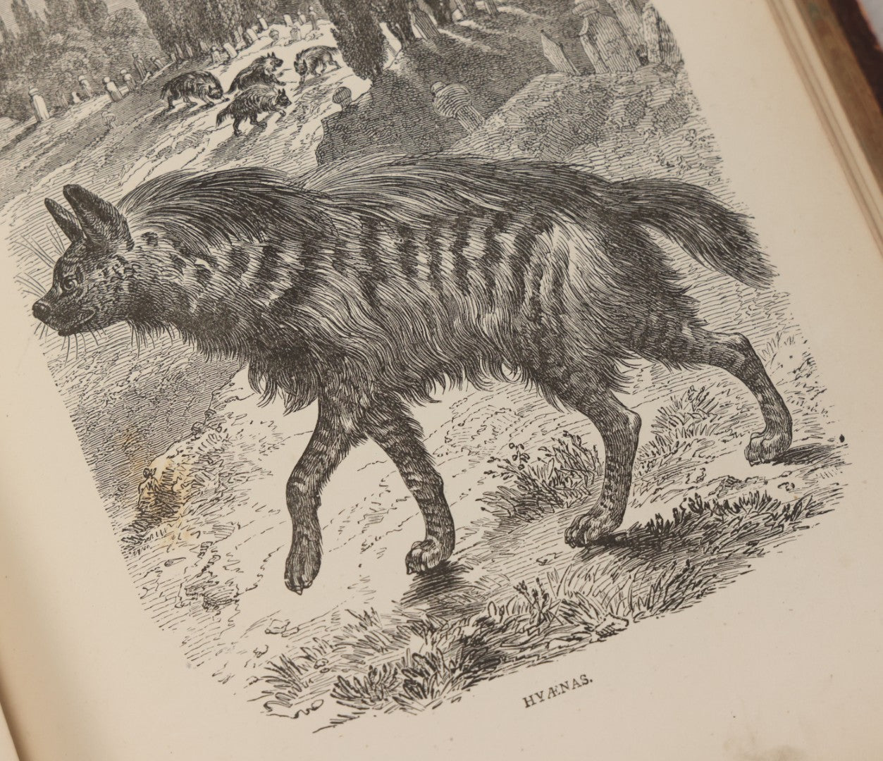 Lot 052 - "Stories About Animals" Antique Book By Thomas Jackson, Third Edition, Illustrated, With Custom Fine Binding For Bedford House Collegiate School, Cassell Petter & Galpin, Publishers London, Paris & New York, Circa 1880