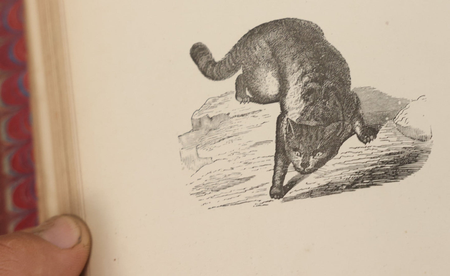 Lot 052 - "Stories About Animals" Antique Book By Thomas Jackson, Third Edition, Illustrated, With Custom Fine Binding For Bedford House Collegiate School, Cassell Petter & Galpin, Publishers London, Paris & New York, Circa 1880