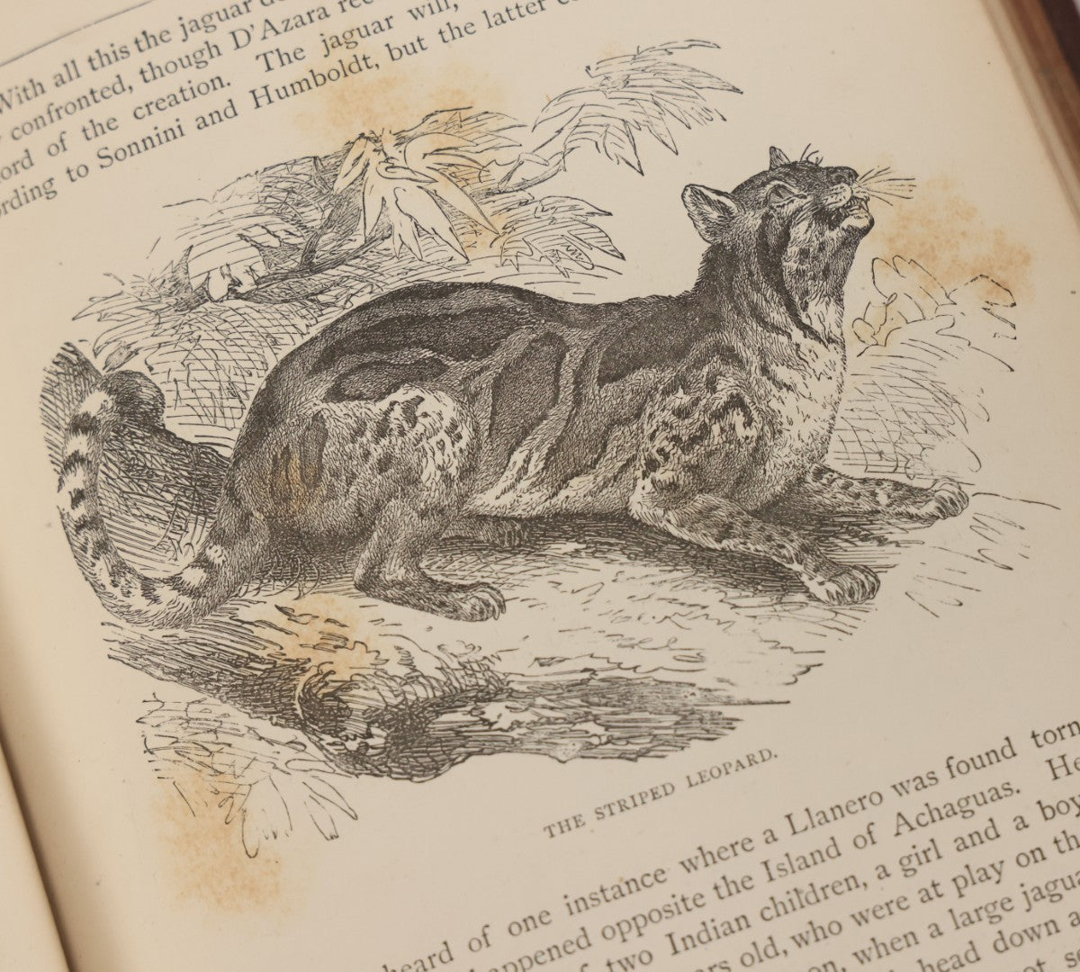 Lot 052 - "Stories About Animals" Antique Book By Thomas Jackson, Third Edition, Illustrated, With Custom Fine Binding For Bedford House Collegiate School, Cassell Petter & Galpin, Publishers London, Paris & New York, Circa 1880