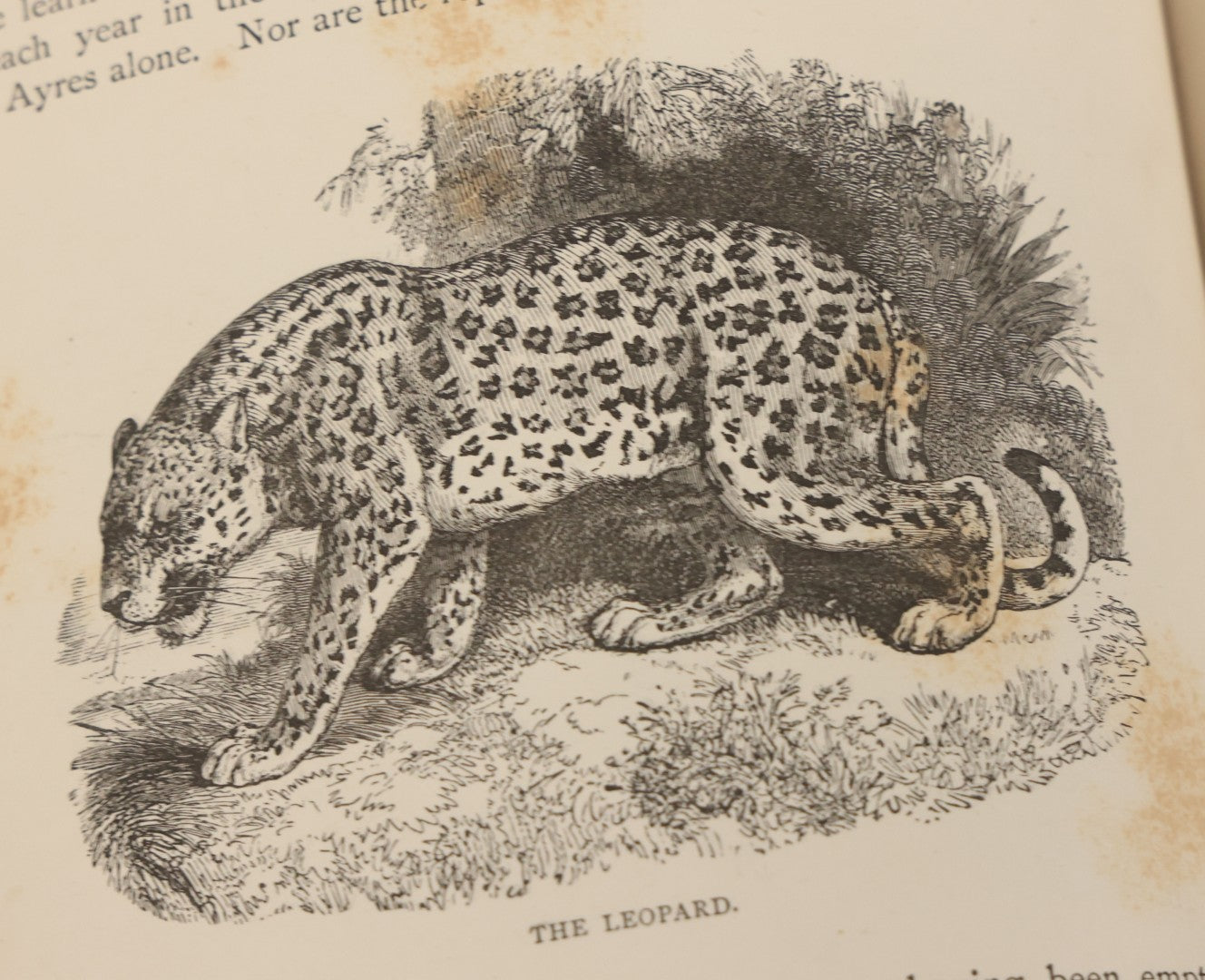 Lot 052 - "Stories About Animals" Antique Book By Thomas Jackson, Third Edition, Illustrated, With Custom Fine Binding For Bedford House Collegiate School, Cassell Petter & Galpin, Publishers London, Paris & New York, Circa 1880