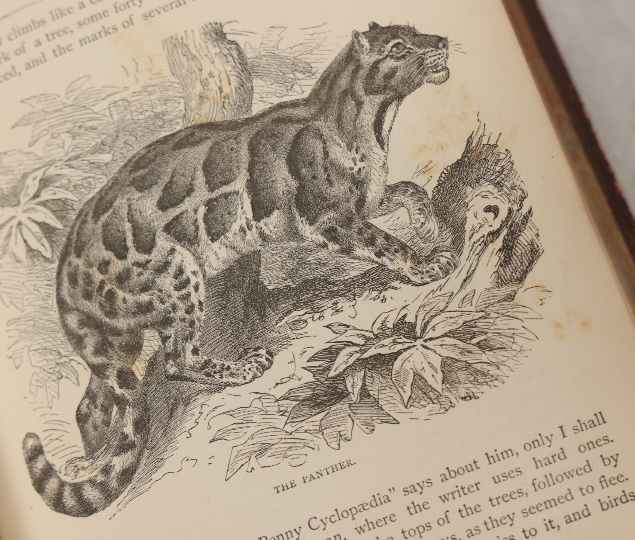 Lot 052 - "Stories About Animals" Antique Book By Thomas Jackson, Third Edition, Illustrated, With Custom Fine Binding For Bedford House Collegiate School, Cassell Petter & Galpin, Publishers London, Paris & New York, Circa 1880