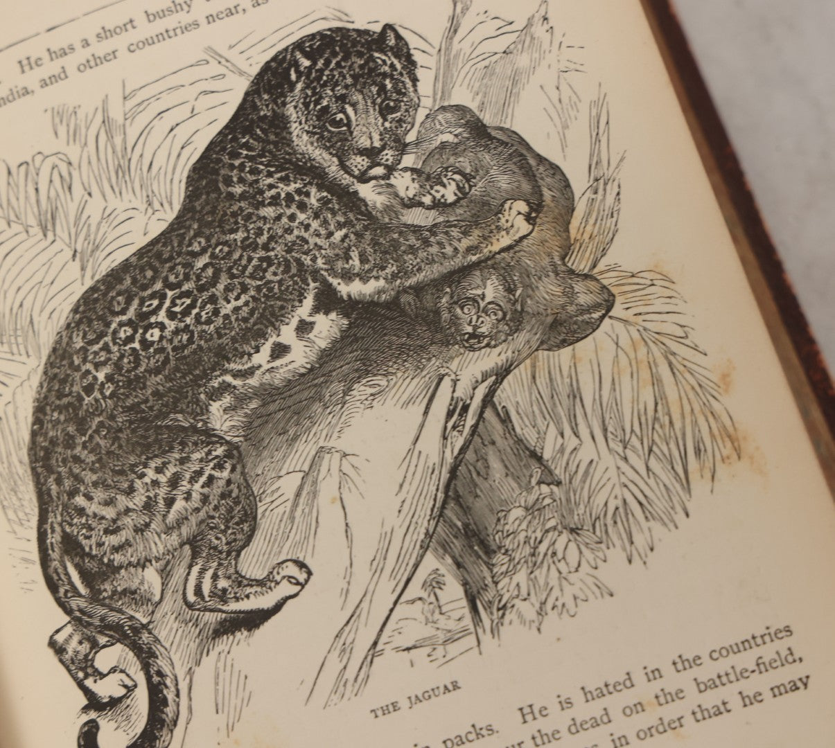 Lot 052 - "Stories About Animals" Antique Book By Thomas Jackson, Third Edition, Illustrated, With Custom Fine Binding For Bedford House Collegiate School, Cassell Petter & Galpin, Publishers London, Paris & New York, Circa 1880