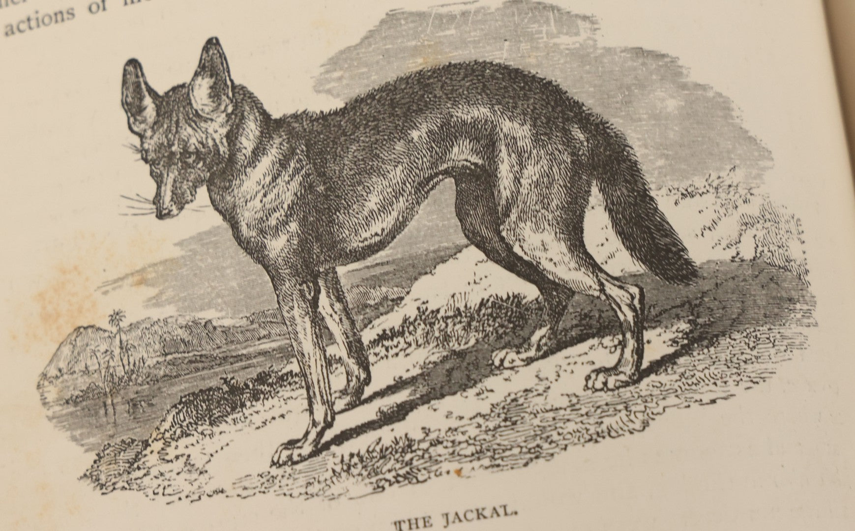 Lot 052 - "Stories About Animals" Antique Book By Thomas Jackson, Third Edition, Illustrated, With Custom Fine Binding For Bedford House Collegiate School, Cassell Petter & Galpin, Publishers London, Paris & New York, Circa 1880