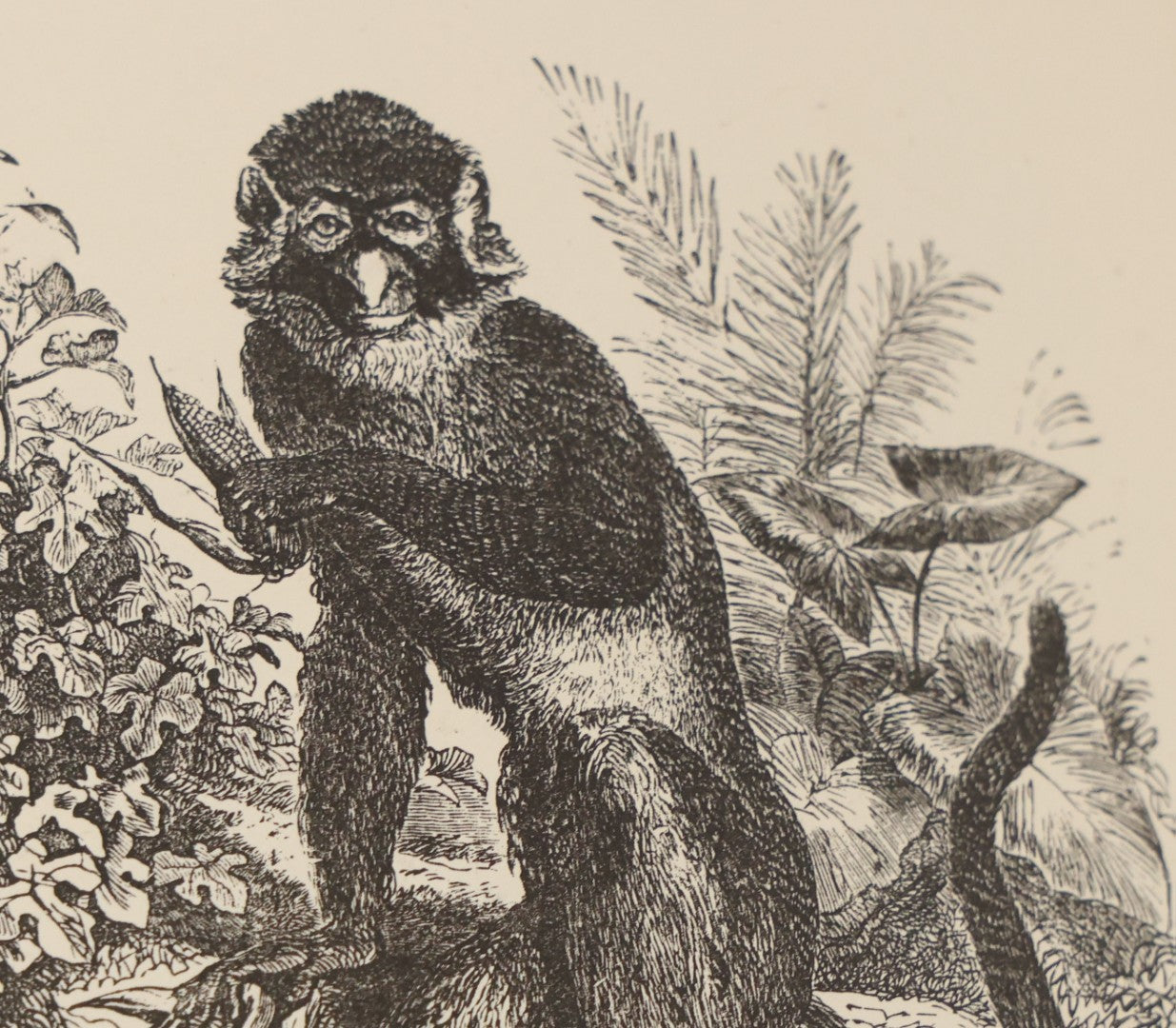 Lot 052 - "Stories About Animals" Antique Book By Thomas Jackson, Third Edition, Illustrated, With Custom Fine Binding For Bedford House Collegiate School, Cassell Petter & Galpin, Publishers London, Paris & New York, Circa 1880