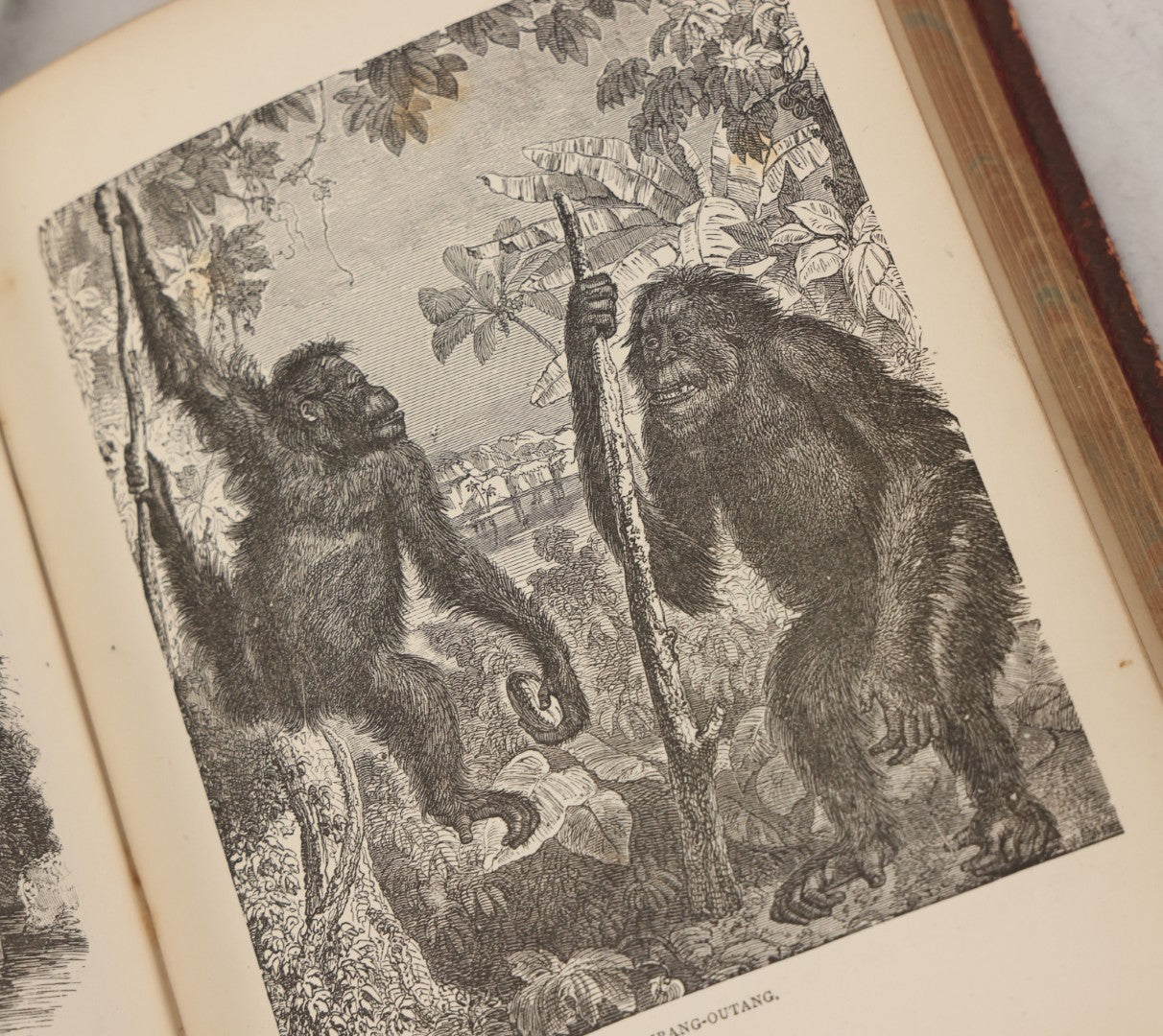 Lot 052 - "Stories About Animals" Antique Book By Thomas Jackson, Third Edition, Illustrated, With Custom Fine Binding For Bedford House Collegiate School, Cassell Petter & Galpin, Publishers London, Paris & New York, Circa 1880