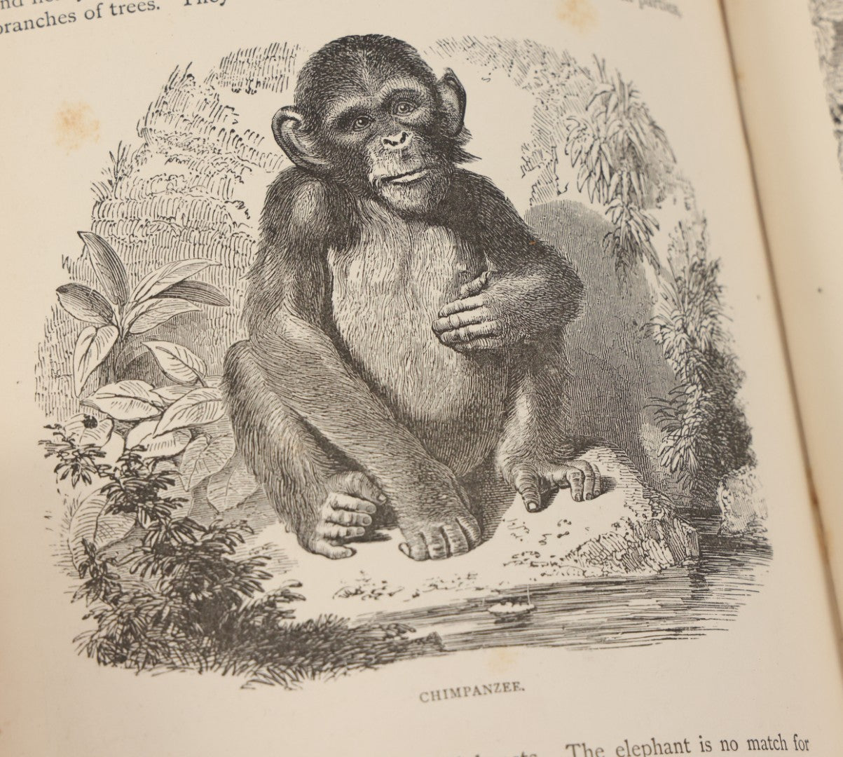 Lot 052 - "Stories About Animals" Antique Book By Thomas Jackson, Third Edition, Illustrated, With Custom Fine Binding For Bedford House Collegiate School, Cassell Petter & Galpin, Publishers London, Paris & New York, Circa 1880