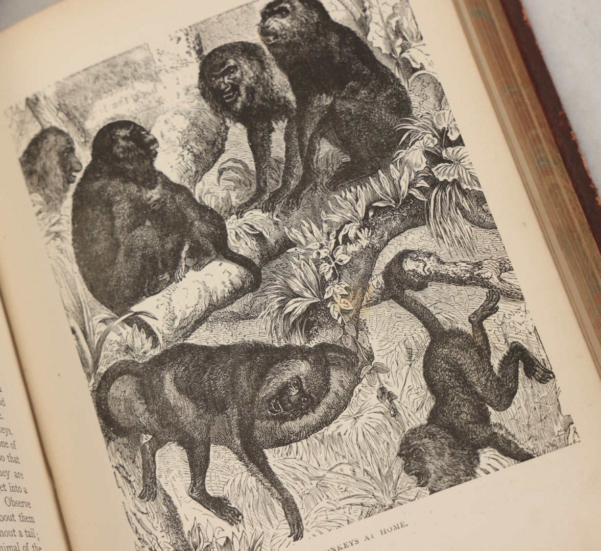 Lot 052 - "Stories About Animals" Antique Book By Thomas Jackson, Third Edition, Illustrated, With Custom Fine Binding For Bedford House Collegiate School, Cassell Petter & Galpin, Publishers London, Paris & New York, Circa 1880