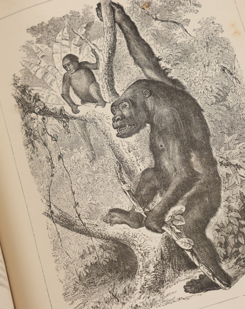 Lot 052 - "Stories About Animals" Antique Book By Thomas Jackson, Third Edition, Illustrated, With Custom Fine Binding For Bedford House Collegiate School, Cassell Petter & Galpin, Publishers London, Paris & New York, Circa 1880