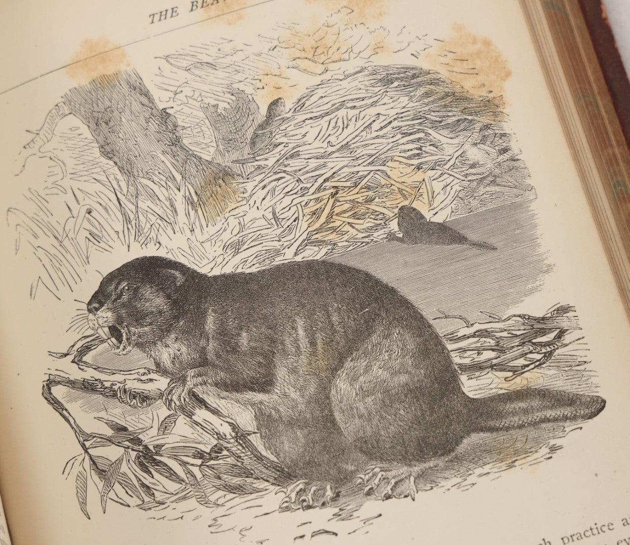 Lot 052 - "Stories About Animals" Antique Book By Thomas Jackson, Third Edition, Illustrated, With Custom Fine Binding For Bedford House Collegiate School, Cassell Petter & Galpin, Publishers London, Paris & New York, Circa 1880