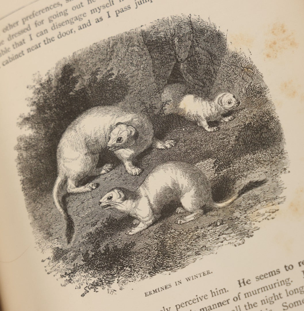 Lot 052 - "Stories About Animals" Antique Book By Thomas Jackson, Third Edition, Illustrated, With Custom Fine Binding For Bedford House Collegiate School, Cassell Petter & Galpin, Publishers London, Paris & New York, Circa 1880