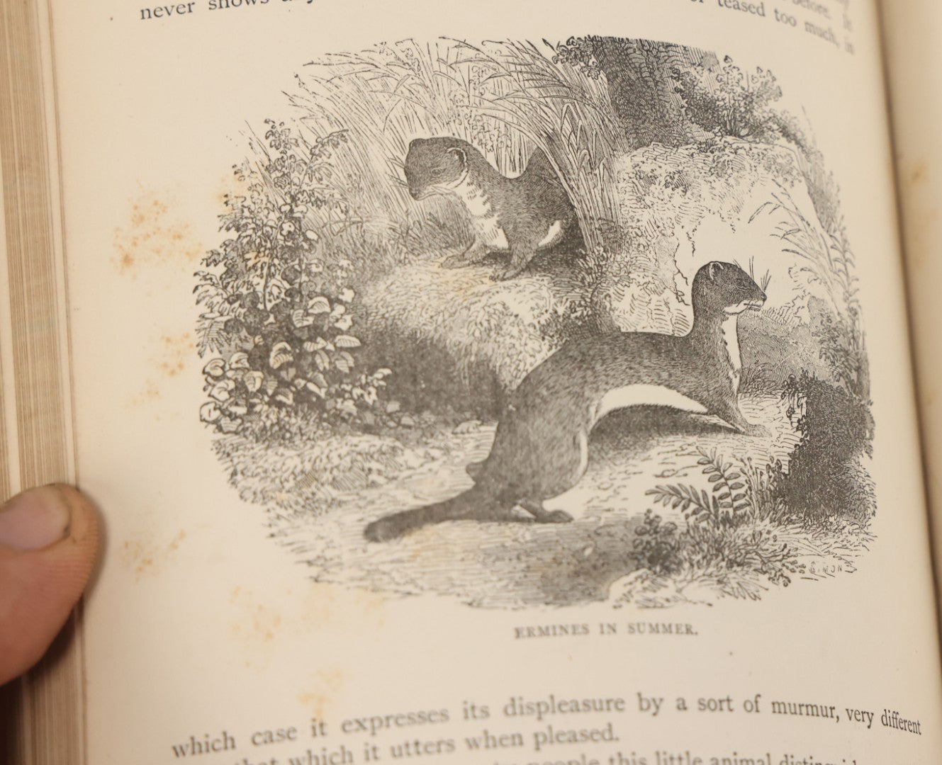 Lot 052 - "Stories About Animals" Antique Book By Thomas Jackson, Third Edition, Illustrated, With Custom Fine Binding For Bedford House Collegiate School, Cassell Petter & Galpin, Publishers London, Paris & New York, Circa 1880