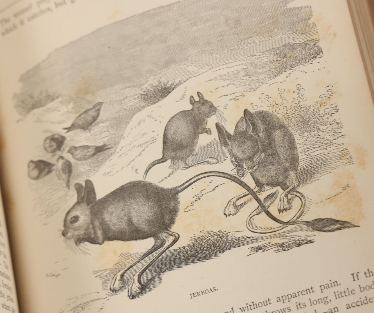 Lot 052 - "Stories About Animals" Antique Book By Thomas Jackson, Third Edition, Illustrated, With Custom Fine Binding For Bedford House Collegiate School, Cassell Petter & Galpin, Publishers London, Paris & New York, Circa 1880