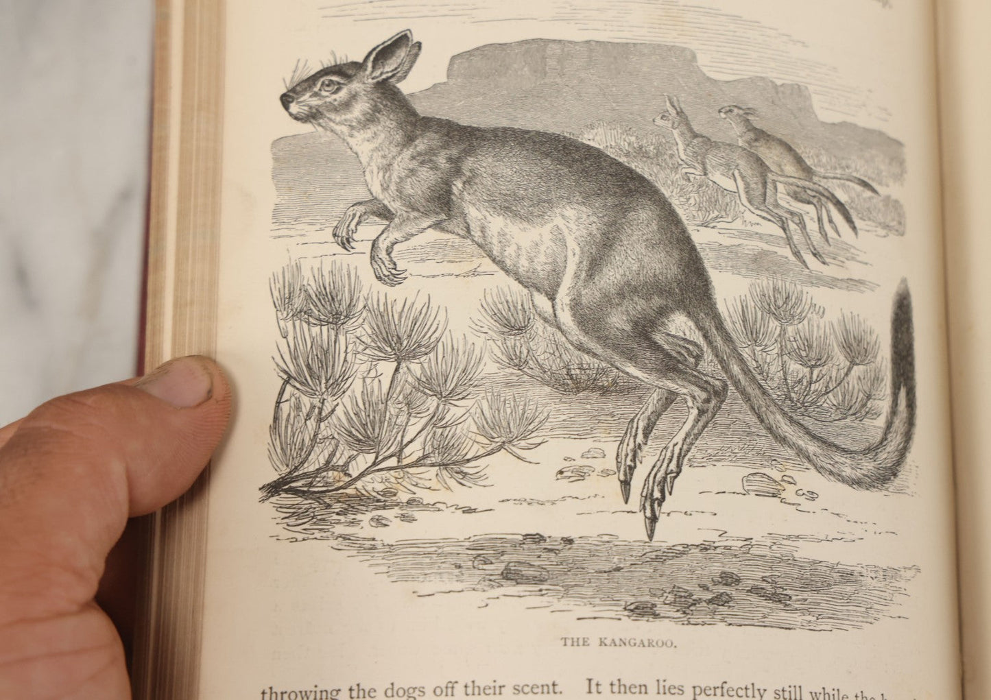 Lot 052 - "Stories About Animals" Antique Book By Thomas Jackson, Third Edition, Illustrated, With Custom Fine Binding For Bedford House Collegiate School, Cassell Petter & Galpin, Publishers London, Paris & New York, Circa 1880