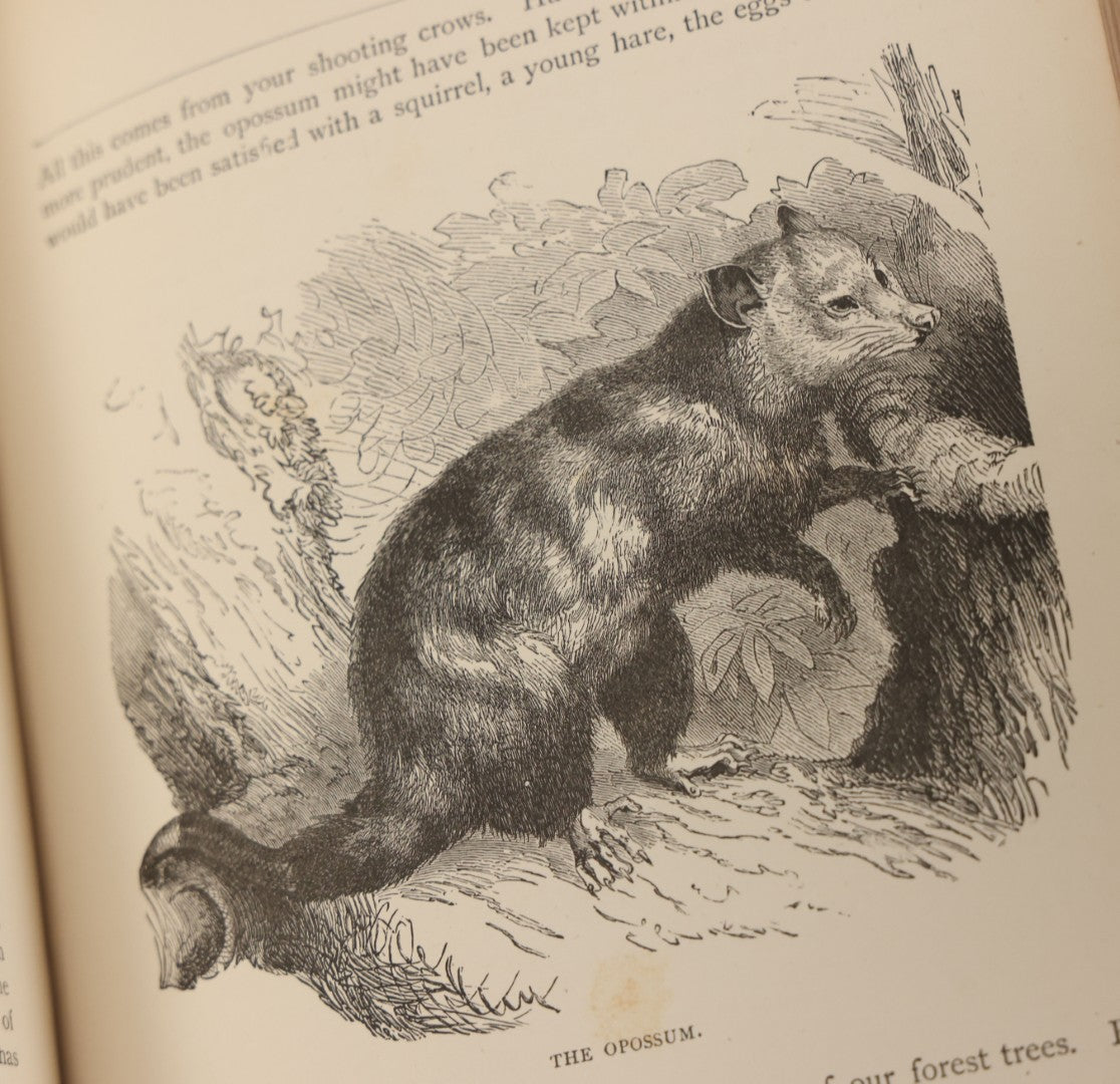 Lot 052 - "Stories About Animals" Antique Book By Thomas Jackson, Third Edition, Illustrated, With Custom Fine Binding For Bedford House Collegiate School, Cassell Petter & Galpin, Publishers London, Paris & New York, Circa 1880