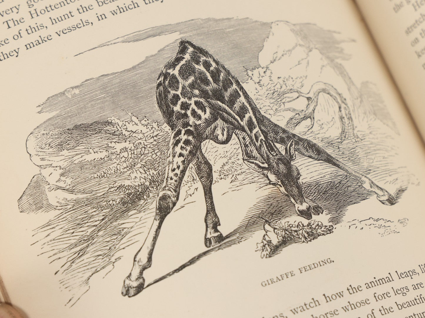 Lot 052 - "Stories About Animals" Antique Book By Thomas Jackson, Third Edition, Illustrated, With Custom Fine Binding For Bedford House Collegiate School, Cassell Petter & Galpin, Publishers London, Paris & New York, Circa 1880