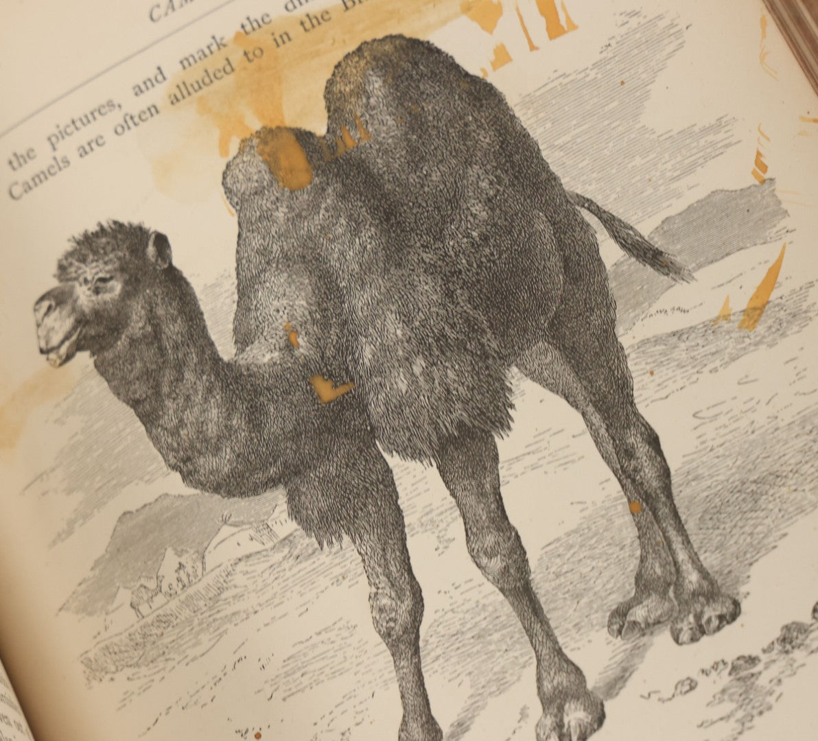 Lot 052 - "Stories About Animals" Antique Book By Thomas Jackson, Third Edition, Illustrated, With Custom Fine Binding For Bedford House Collegiate School, Cassell Petter & Galpin, Publishers London, Paris & New York, Circa 1880