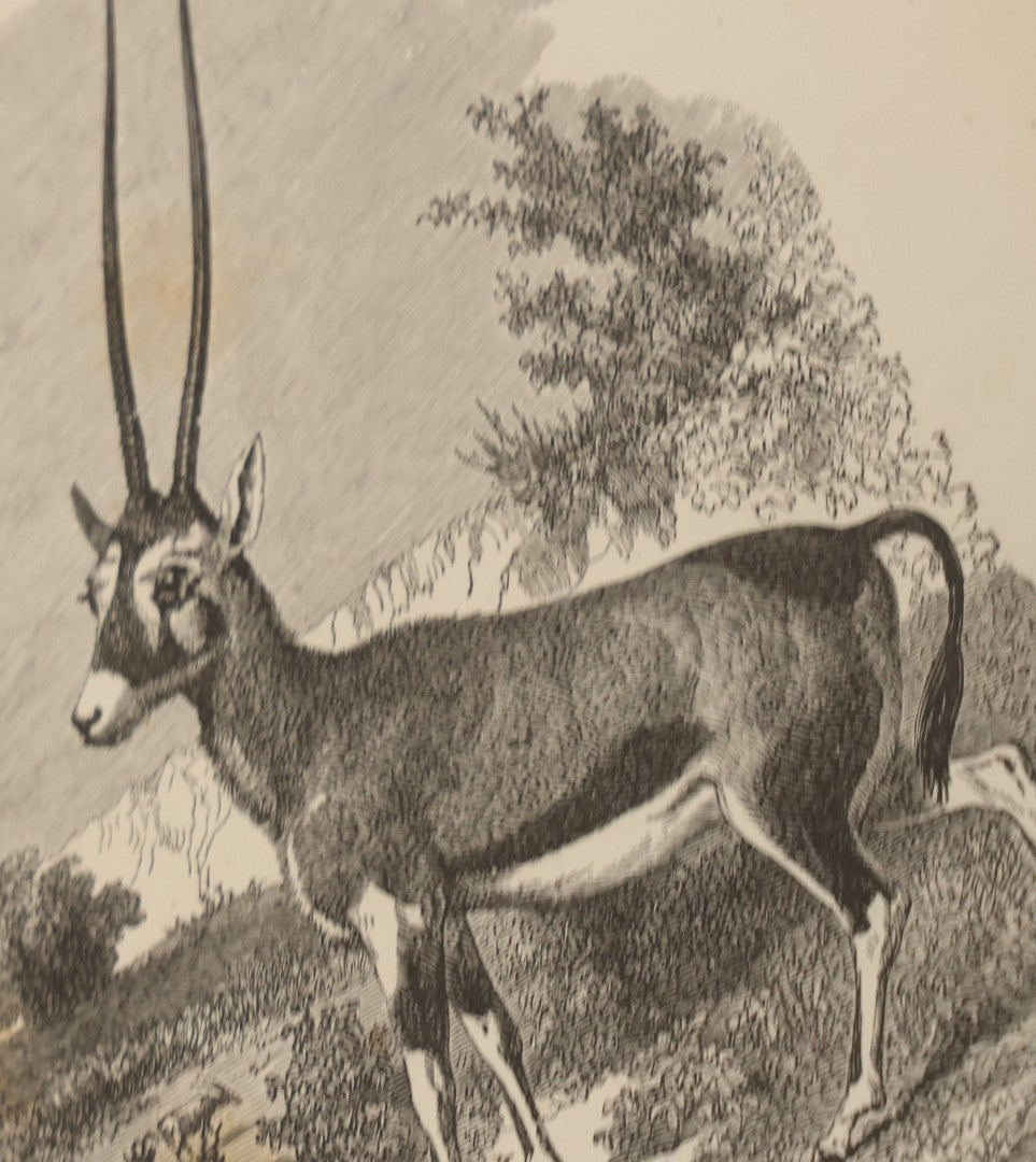 Lot 052 - "Stories About Animals" Antique Book By Thomas Jackson, Third Edition, Illustrated, With Custom Fine Binding For Bedford House Collegiate School, Cassell Petter & Galpin, Publishers London, Paris & New York, Circa 1880