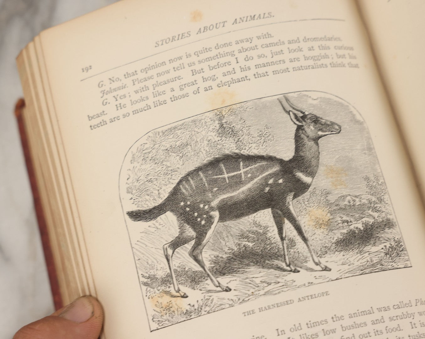 Lot 052 - "Stories About Animals" Antique Book By Thomas Jackson, Third Edition, Illustrated, With Custom Fine Binding For Bedford House Collegiate School, Cassell Petter & Galpin, Publishers London, Paris & New York, Circa 1880