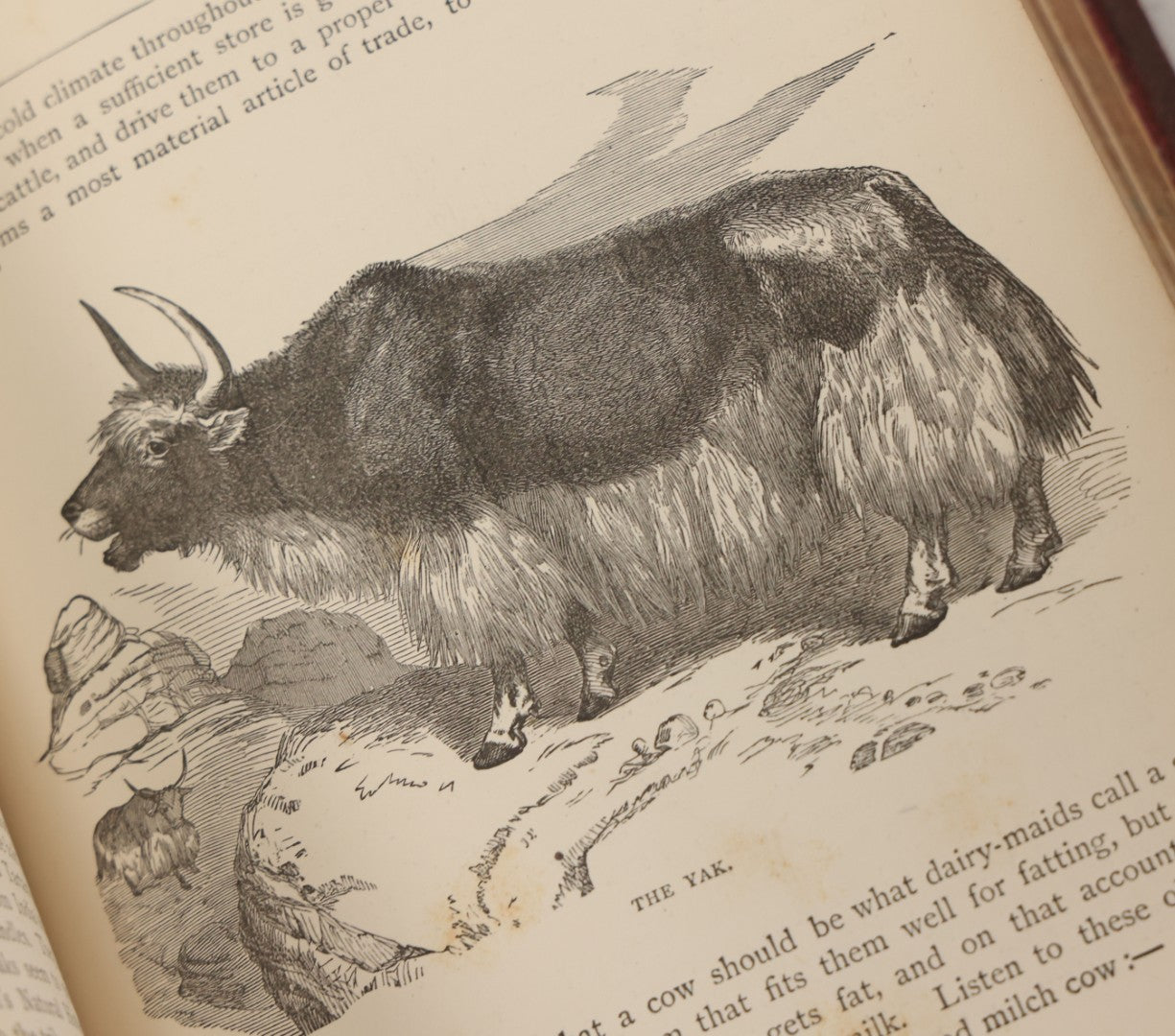 Lot 052 - "Stories About Animals" Antique Book By Thomas Jackson, Third Edition, Illustrated, With Custom Fine Binding For Bedford House Collegiate School, Cassell Petter & Galpin, Publishers London, Paris & New York, Circa 1880