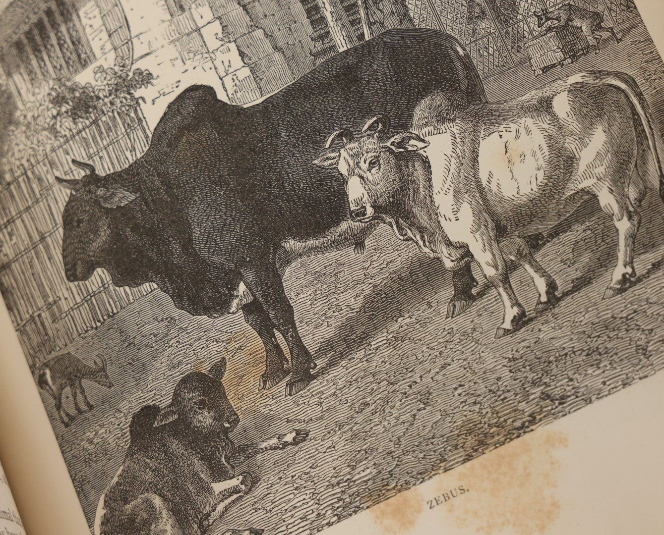 Lot 052 - "Stories About Animals" Antique Book By Thomas Jackson, Third Edition, Illustrated, With Custom Fine Binding For Bedford House Collegiate School, Cassell Petter & Galpin, Publishers London, Paris & New York, Circa 1880