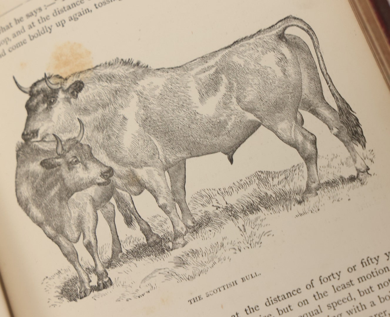 Lot 052 - "Stories About Animals" Antique Book By Thomas Jackson, Third Edition, Illustrated, With Custom Fine Binding For Bedford House Collegiate School, Cassell Petter & Galpin, Publishers London, Paris & New York, Circa 1880