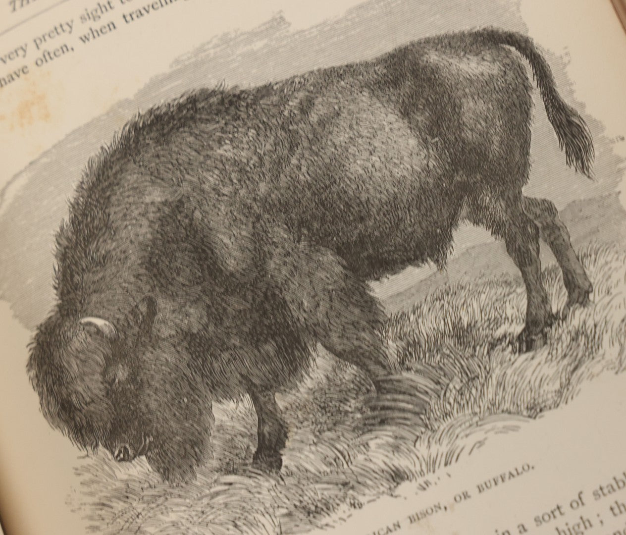 Lot 052 - "Stories About Animals" Antique Book By Thomas Jackson, Third Edition, Illustrated, With Custom Fine Binding For Bedford House Collegiate School, Cassell Petter & Galpin, Publishers London, Paris & New York, Circa 1880