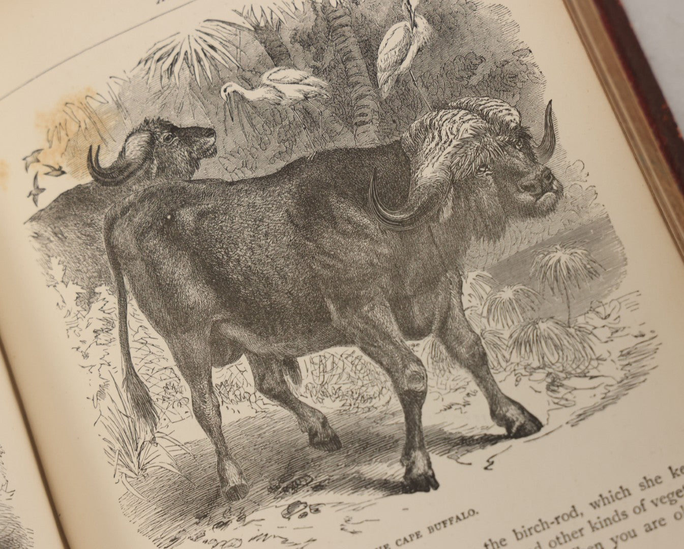 Lot 052 - "Stories About Animals" Antique Book By Thomas Jackson, Third Edition, Illustrated, With Custom Fine Binding For Bedford House Collegiate School, Cassell Petter & Galpin, Publishers London, Paris & New York, Circa 1880