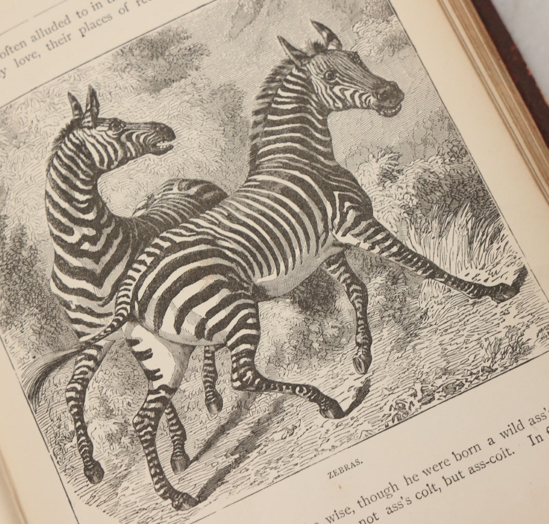 Lot 052 - "Stories About Animals" Antique Book By Thomas Jackson, Third Edition, Illustrated, With Custom Fine Binding For Bedford House Collegiate School, Cassell Petter & Galpin, Publishers London, Paris & New York, Circa 1880