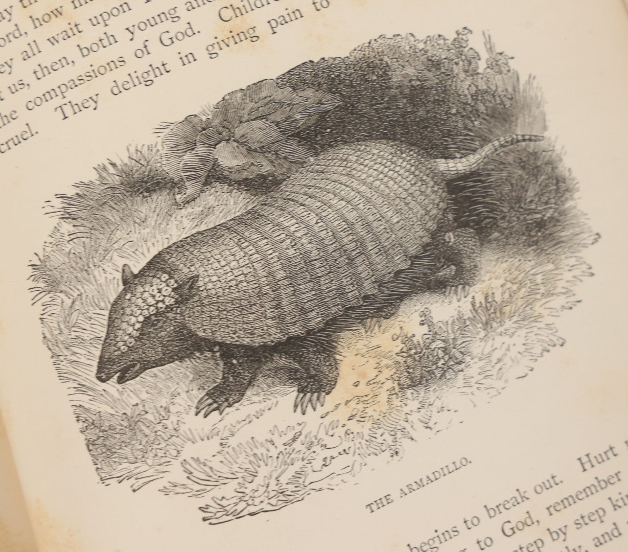 Lot 052 - "Stories About Animals" Antique Book By Thomas Jackson, Third Edition, Illustrated, With Custom Fine Binding For Bedford House Collegiate School, Cassell Petter & Galpin, Publishers London, Paris & New York, Circa 1880